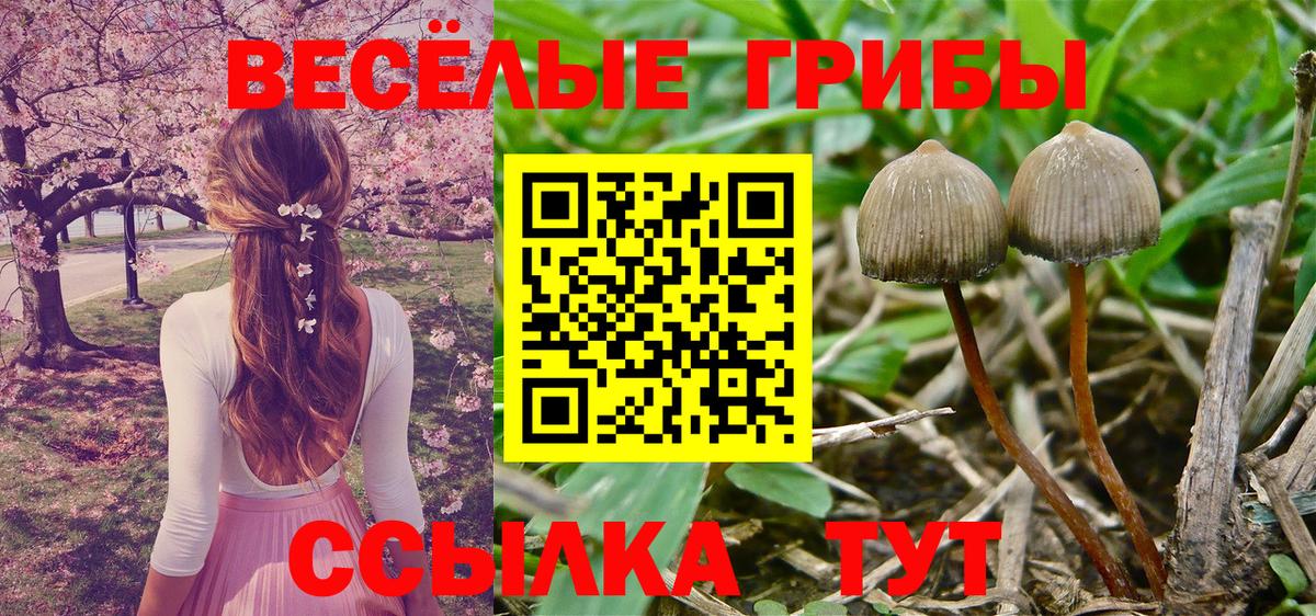Рузаевка  Галлюциногенные грибы Cubensis  Вход с VPN 